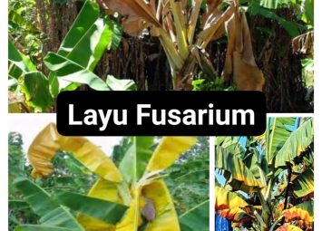 Tanaman Pisang yang mengalami Layu Fusarium