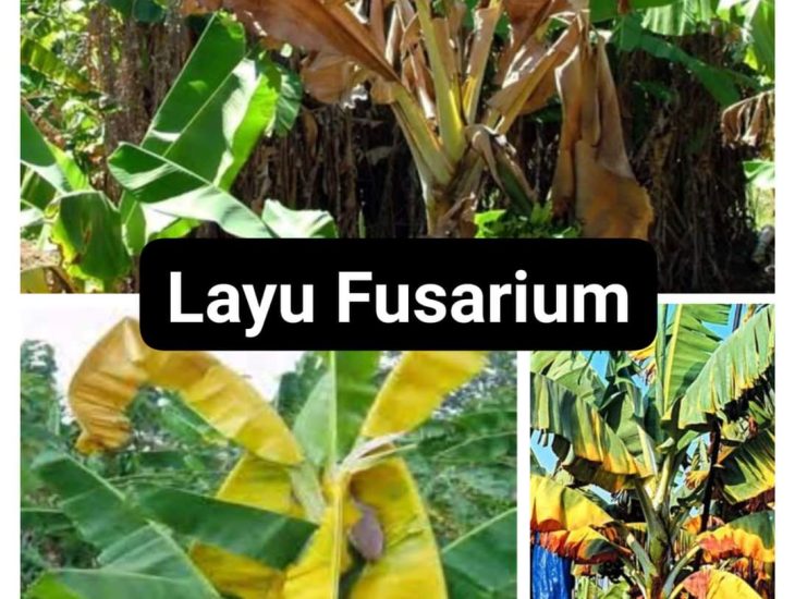 Tanaman Pisang yang mengalami Layu Fusarium